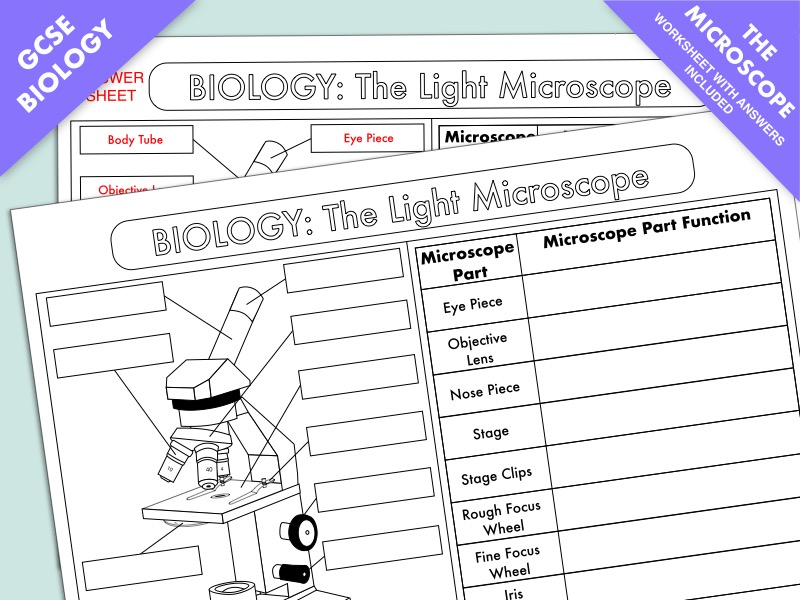 Biology Worksheet: The Microscope | Teaching Resources