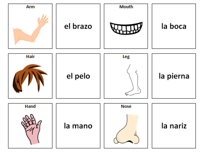 Body Parts In Spanish Worksheet