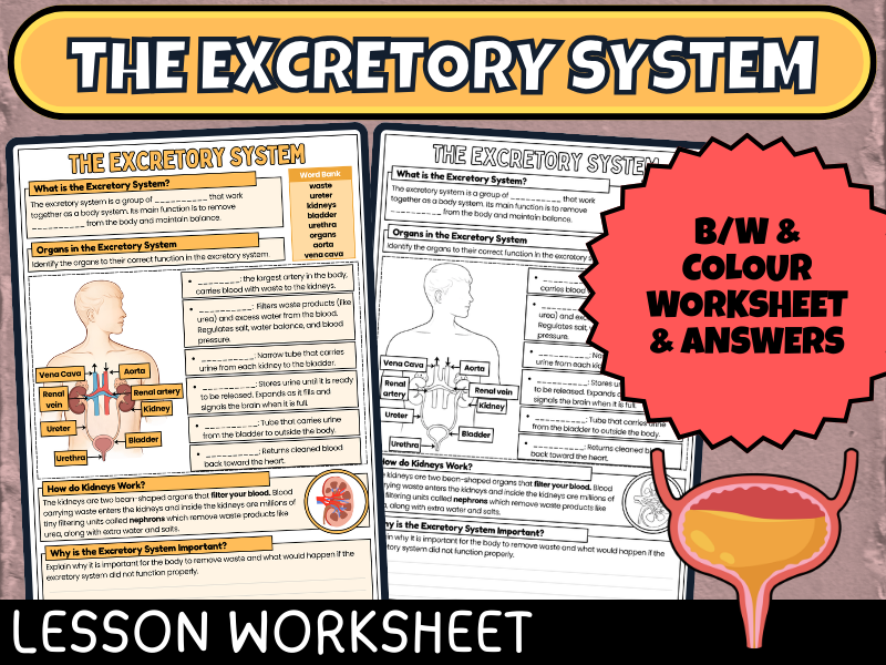 Excretory System Worksheet: Body Systems