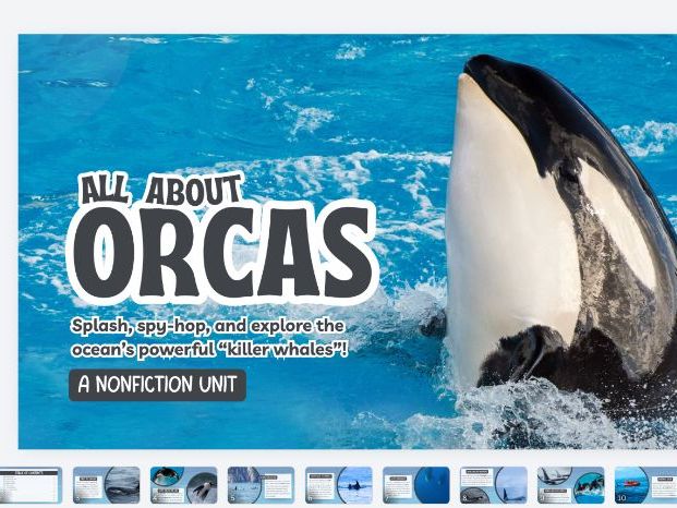 All About Orcas Questions Worksheet | KS1 Comprehension | Ocean Animals Activity