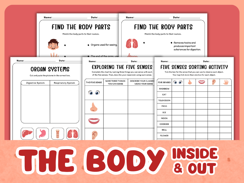 The Body Inside and Out : Body Parts Activity