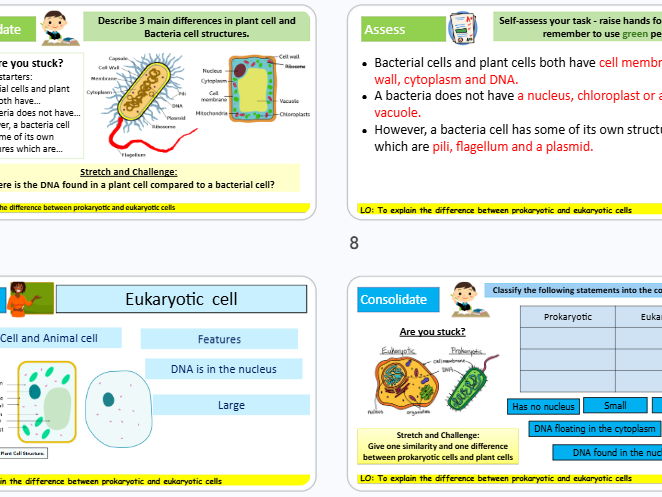Eukaryotic and Prokaryotic cells Cells KS3 Science