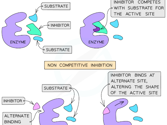 AS Level Biology - Factors that affect enzyme action
