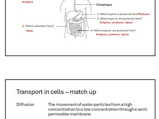 Digestion Organisation GCSE Revision lesson pp