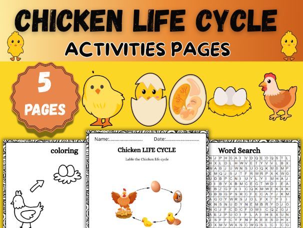 Chicken Life Cycle Worksheet|Activities Labeling