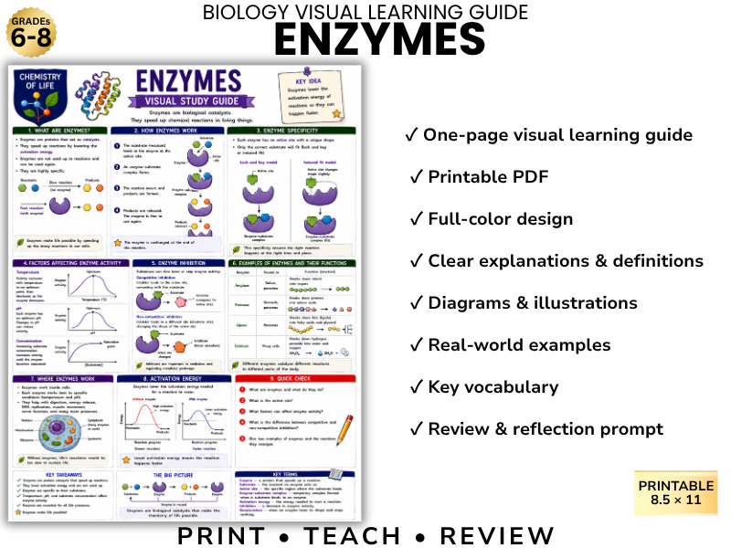 ENZYMES Biology Visual Learning Guide | Grade 8 & Middle School Science