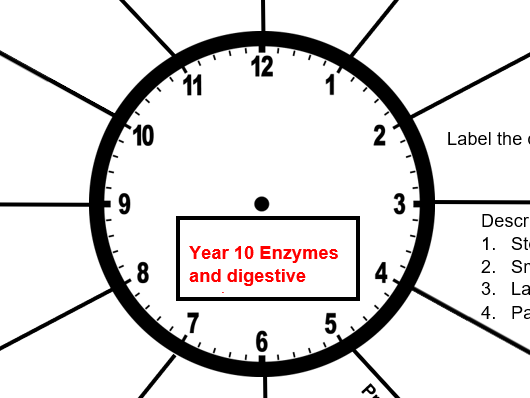 Enzymes and Digetsive System GCSE Revision AQA