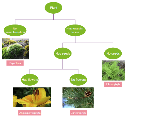 The Dichotomous Key.