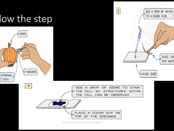 B1 GCSE Biology Practical: Using a Light Microscope AQA