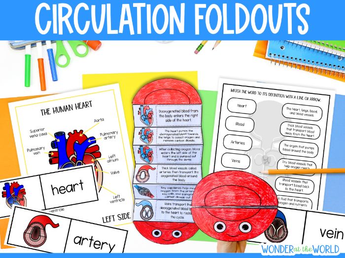 Circulation sequence and fold activity the circulatory system and heart KS2 science