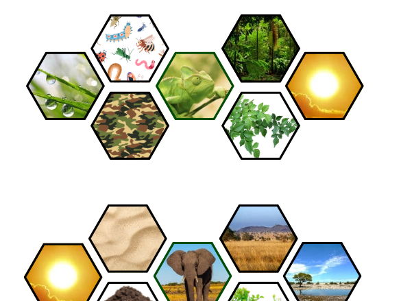 Animal Habitats LKS2