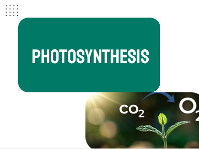 AP Biology Unit 3: Photosynthesis
