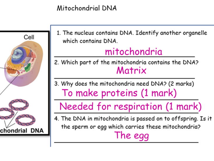Mitochondrial DNA AAQ  Level 3 Cambridge Advanced Human Biology