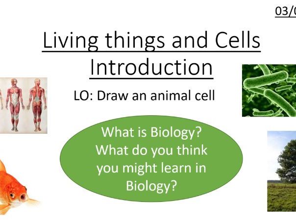 KS3 Cells, Organs and Skeleton SOW and Assessment Bundle
