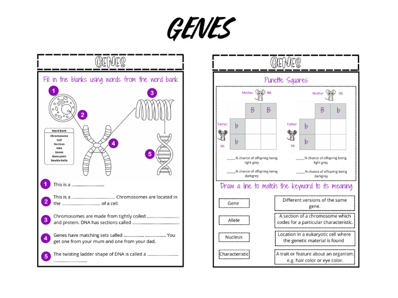 Genes KS3 LA/SEND Worksheet
