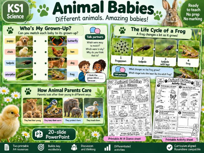 Animal Babies KS1