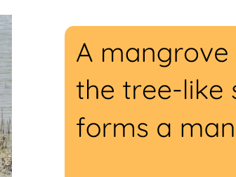 Mangrove Forests of the United Arab Emirates
