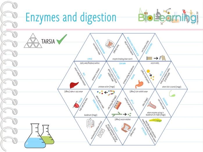 Enzymes and digestion Tarsia (KS3/4) by anjacschmidt Teaching Resources
