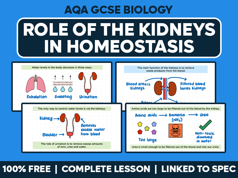 GCSE AQA Biology Complete Lesson - Role of the Kidneys in Homeostasis