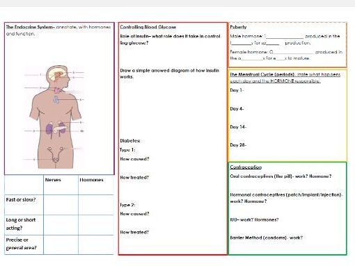 AQA foundation homeostasis revision crib sheet variant