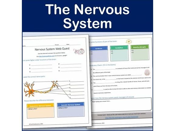 Nervous System Webquest | Editable Digital Science Activity | Teaching ...