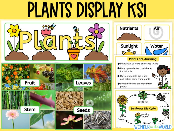 Plants classroom display pack for KS1 science including posters and board title