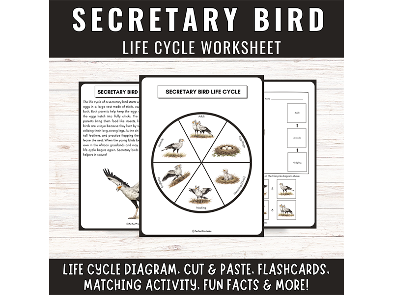 Secretary Bird Life Cycle: African Grasslands Animal Science Unit Study & Fun Facts
