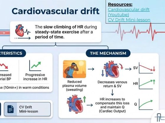 3.1.1.2 Cardiovascular System