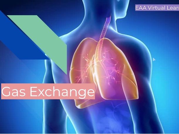 CAIE IGCSE Biology 0610 Gas Exchange in Humans PowerPoint: Alveoli, Lungs, Gills, Diffusion