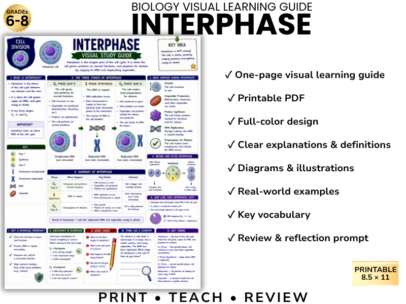 INTERPHASE | Biology Visual Learning Guide | Grade 8 & Middle School Science