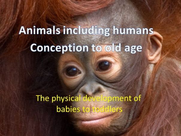 THE PHYSICAL DEVELOPMENT OF BABIES TO TODDLERS