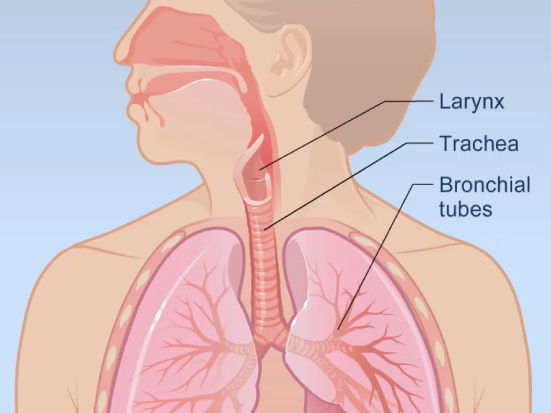 Complete A Level Lesson Pack: Mammalian Ventilation & Gaseous Exchange System