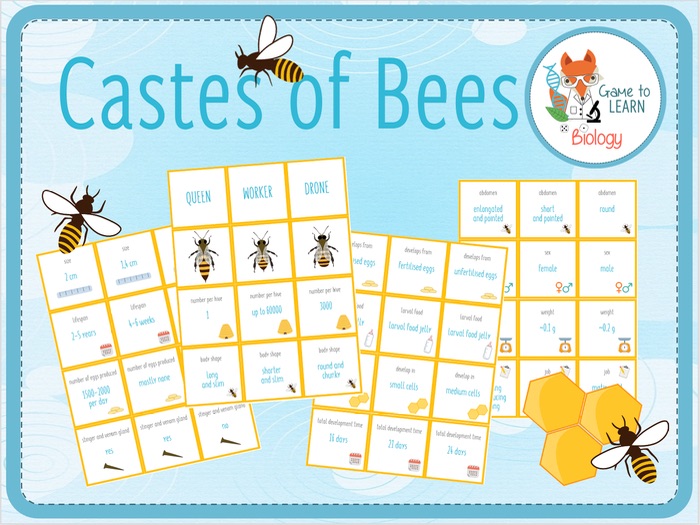 Castes of honey bees - Card Sort (KS3/4)
