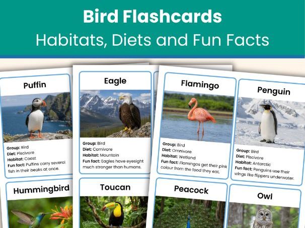 Bird Flashcards | Animal Classification Cards | Habitats, Diets and Fun Facts | Printable Resource