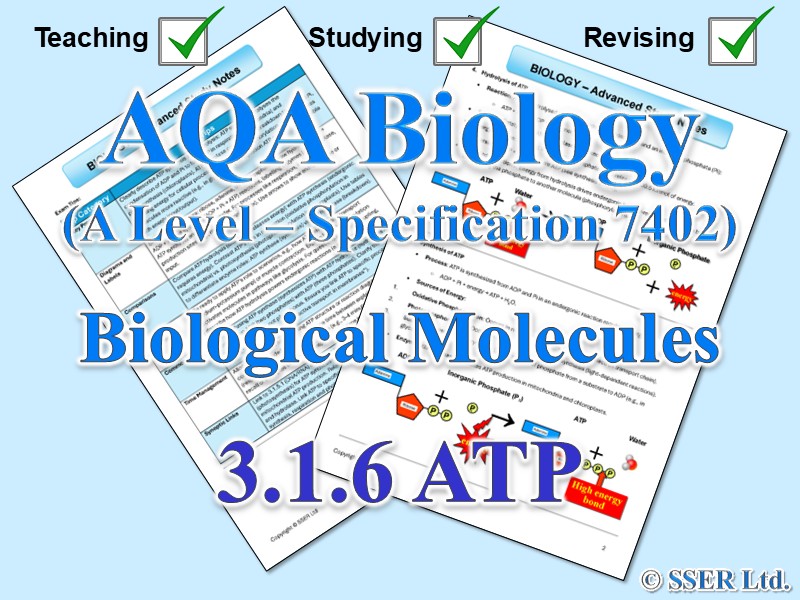 BIOA_AQA Topic Notes: 3.1.6 ATP