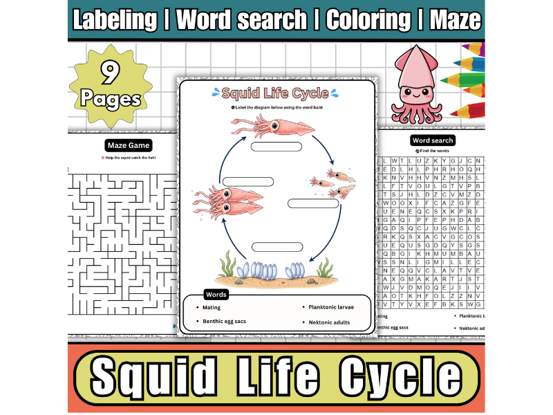 Squid Life Cycle Labeled Diagram Worksheets,Wordsearch,Maze,Coloring,Summer Activity