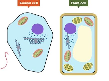GCSE Cell Biology - Full Unit of Work