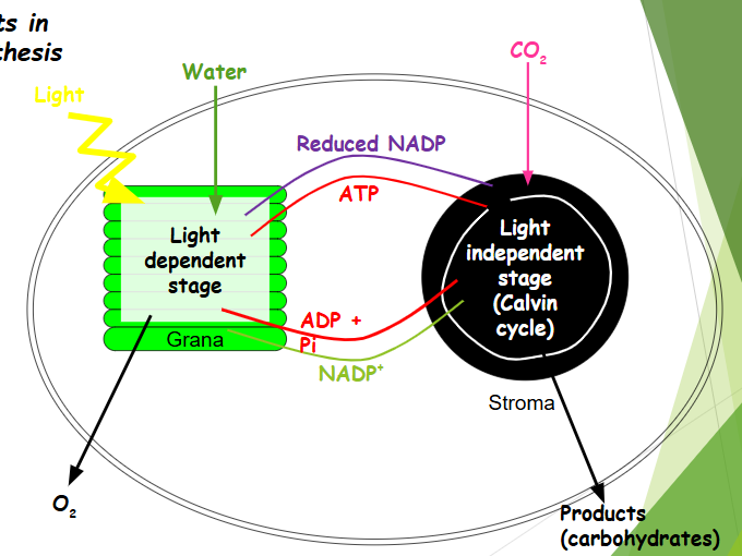 Photosynthesis + Exam Questions+ Student Marking Activity