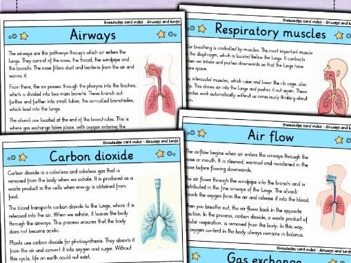 Respiratory System & Lungs - Flashcards | Biology | Structure, Function & Breathing