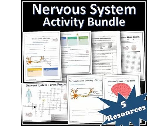 Nervous System - Science Activity Bundle | Webquest | Puzzles | EDITABLE