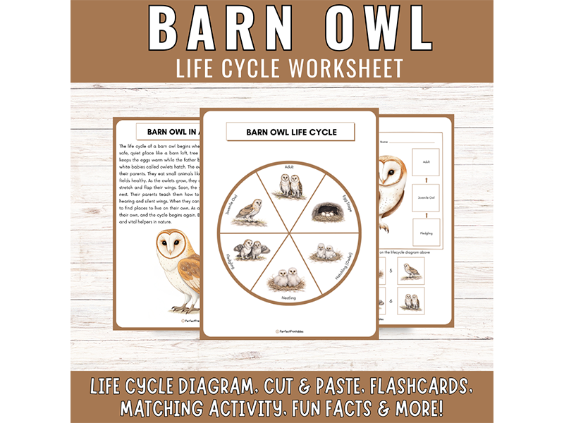Barn Owl Life Cycle: Nocturnal Birds of Prey Science Unit Study & Fun Facts