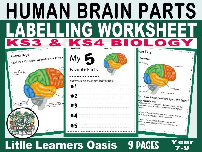 Human Brain Parts Labelling  | KS3 & KS4