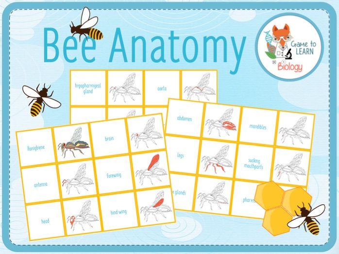 Honey bee anatomy - Card Sort / Matching Pair Game (KS3/4)