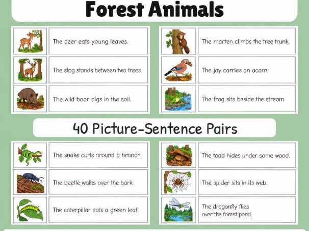 Forest Animals | First Sentences | Grades 1-2