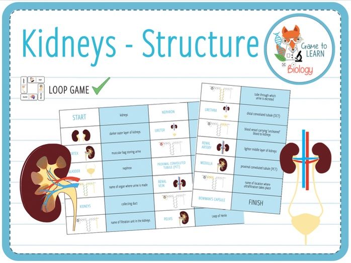 Structure of the Kidneys Loop Game (KS4) Teaching Resources