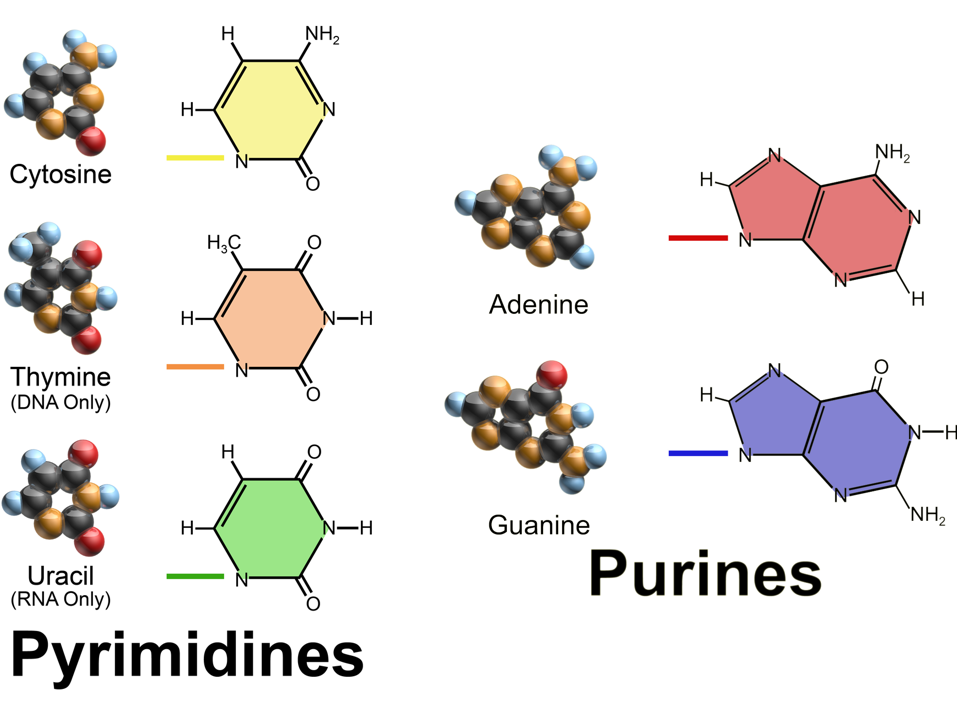 A Level Biology: Structure of Nucleic Acids & DNA (Complete Lesson & Video)