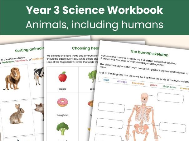 Year 3  Animals, Including Humans Workbook | KS2 Science Worksheets | Printable Learning Resource