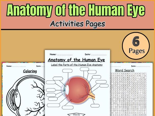Anatomy of the Human Eye – Labeling, Coloring, & Word Search!