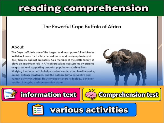The Powerful Cape Buffalo of Africa - zoology & Activities