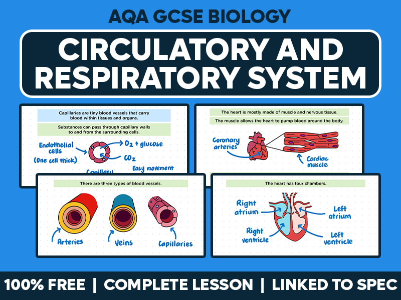GCSE AQA Biology Complete Lesson - Circulatory and Respiratory System